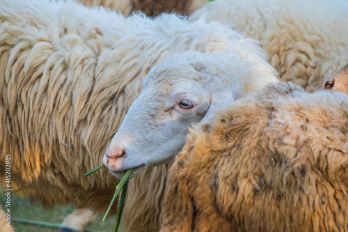 Sheep in the farm and eating the grass.