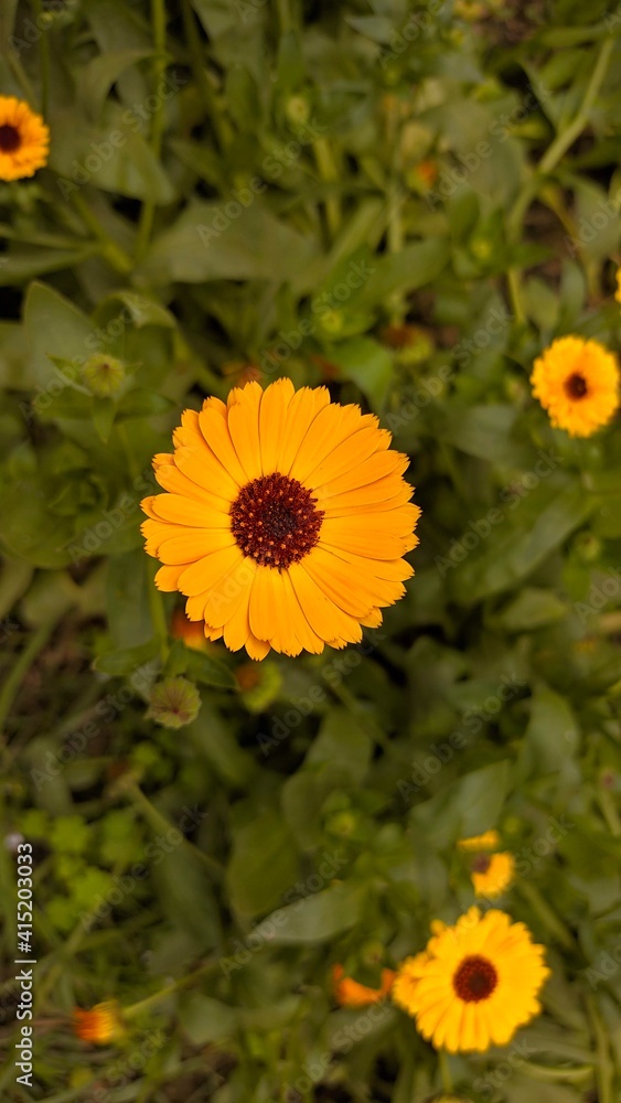 Yellow false sunflower in a garden Yellow false sunflower in a garden