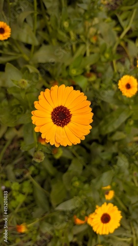 Yellow false sunflower in a garden 