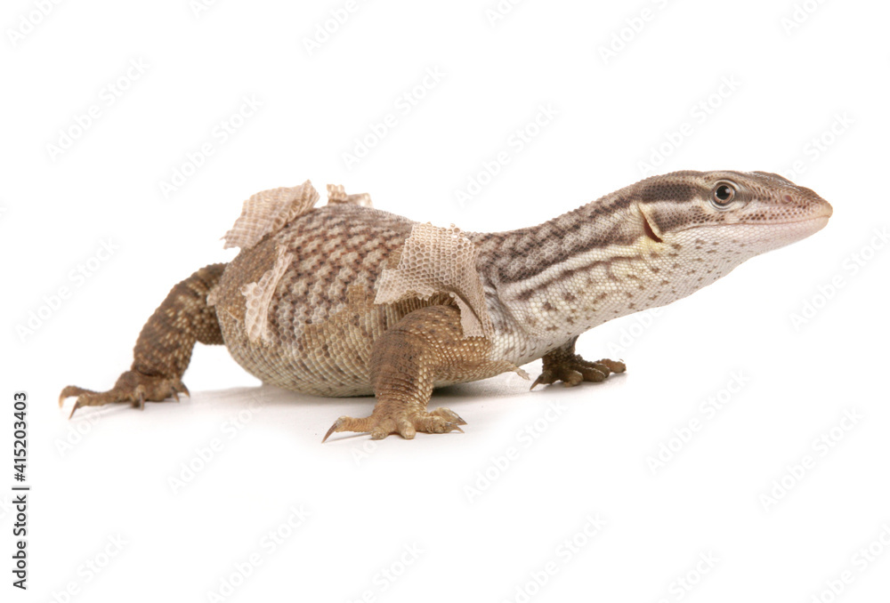 Naklejka premium Spiny-tailed Monitor