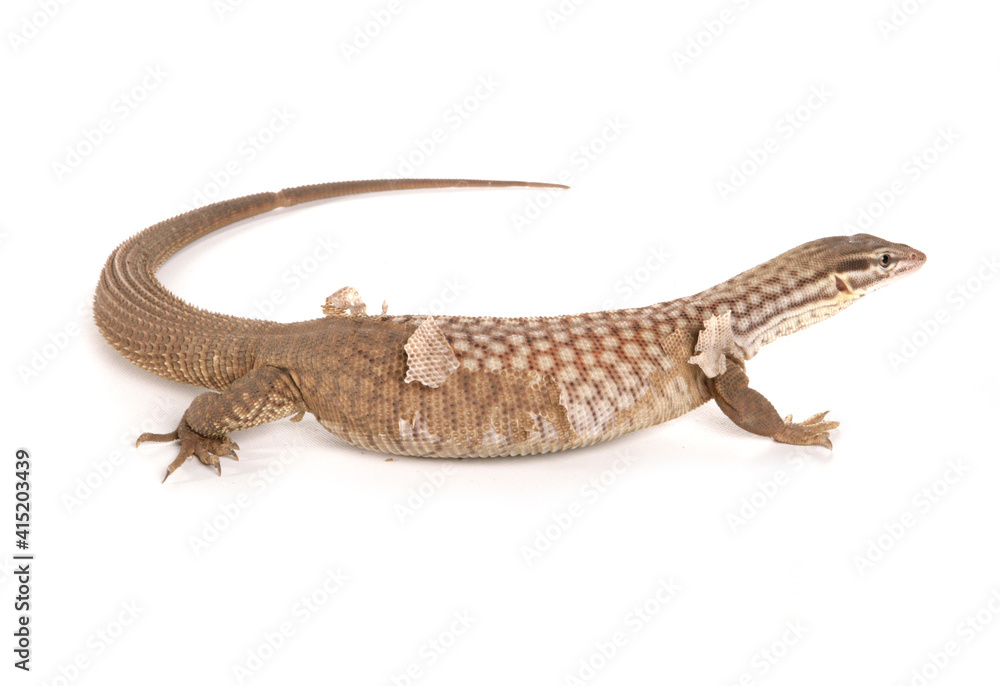 Naklejka premium Spiny-tailed Monitor