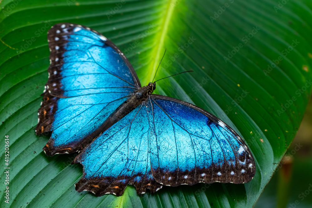 Beautiful close up view of the electric blue morpho butterfly in Costa Rica - obrazy, fototapety, plakaty 