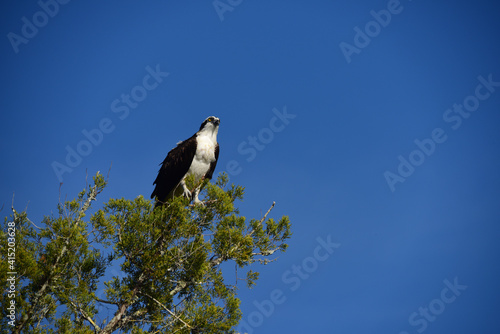 Fischadler – Osprey in Florida