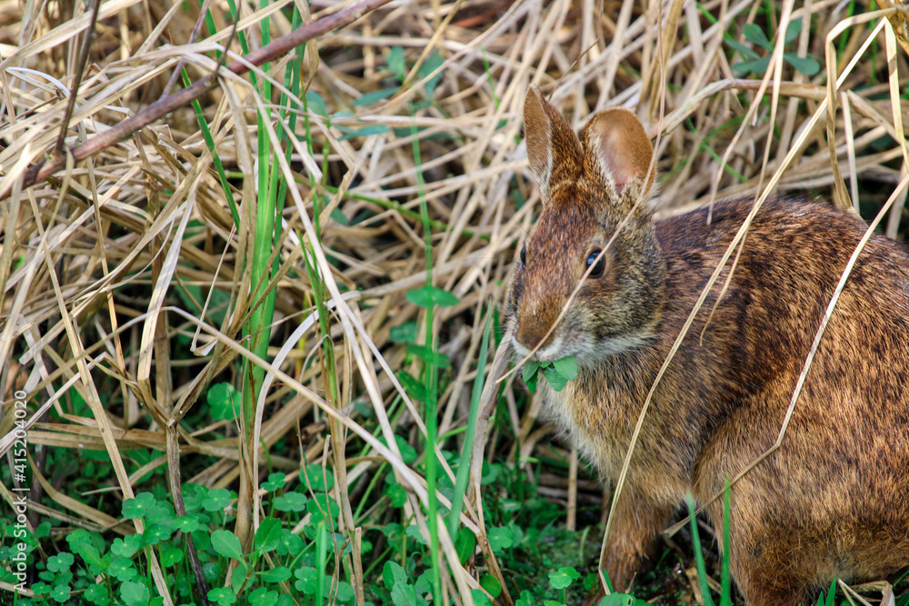 Fototapeta premium rabbit in the grass