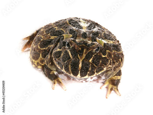 Cranwell's horned frog