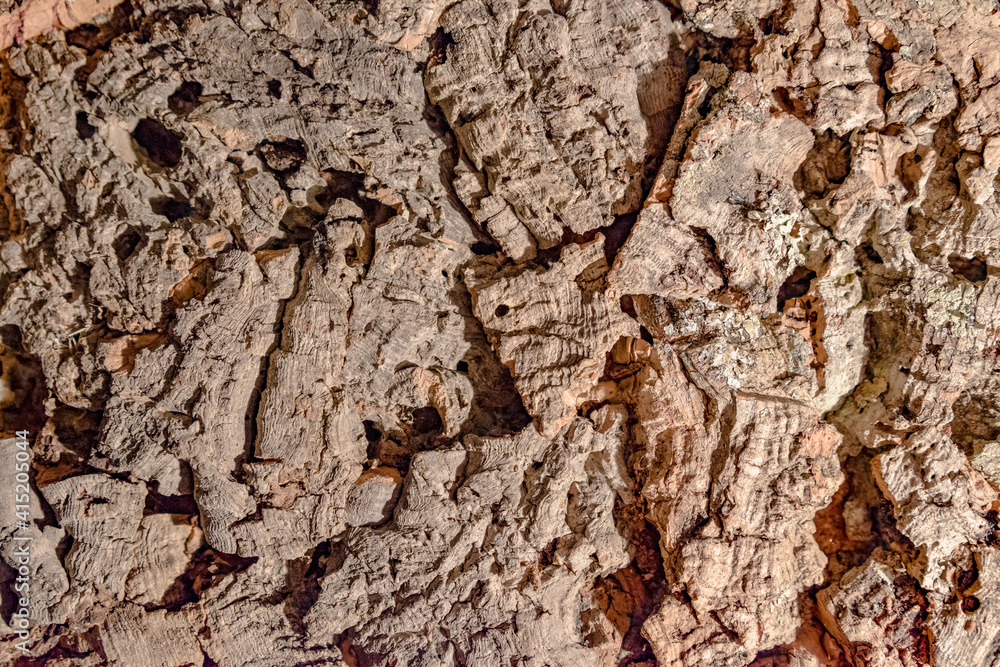 Cork tree texture closeup. Background, blank for design. Cork tree texture closeup. Background, blank for design.