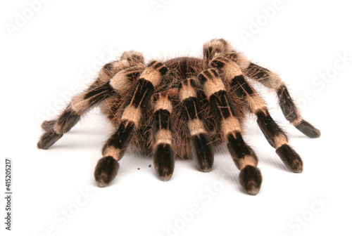 Brazilian whiteknee tarantula