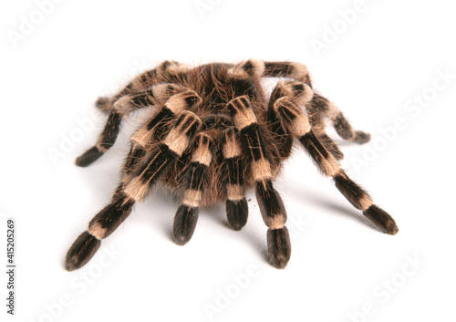 Brazilian whiteknee tarantula