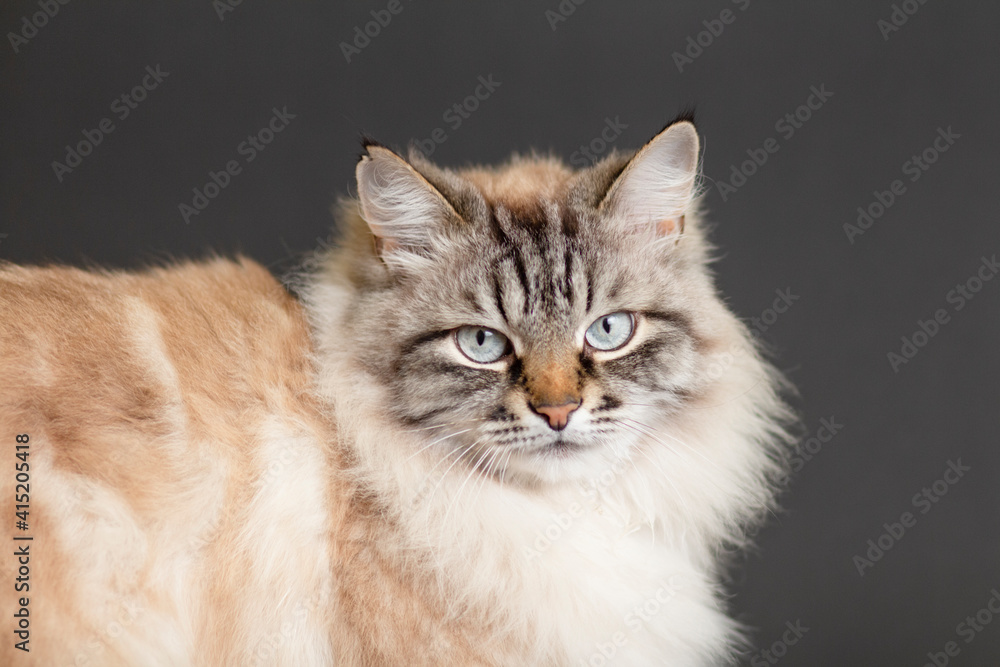 portrait of fluffy Siamese cat with blue eyes on black studio background , beautiful domestic animals