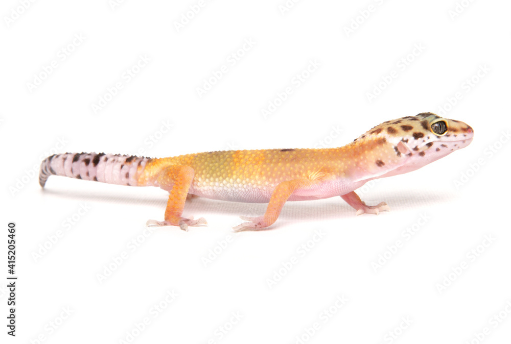 Leopard Gecko Leopard Gecko