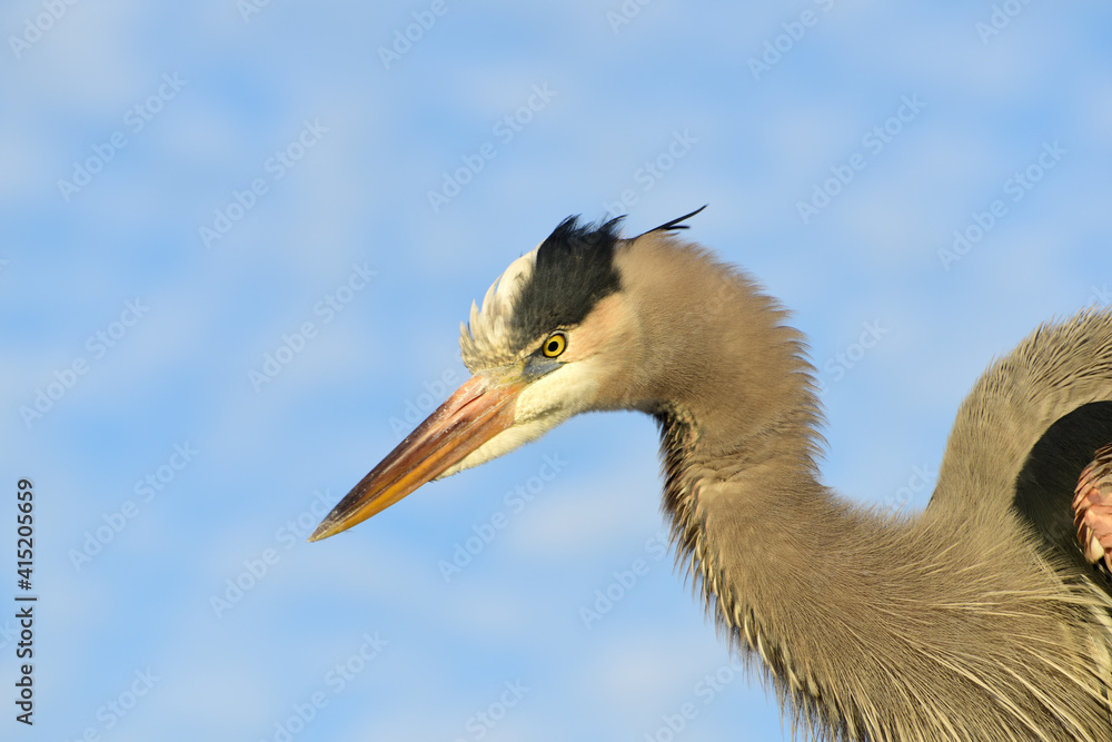 Fototapeta premium Great Blue Heron - Fischreiher in Florida