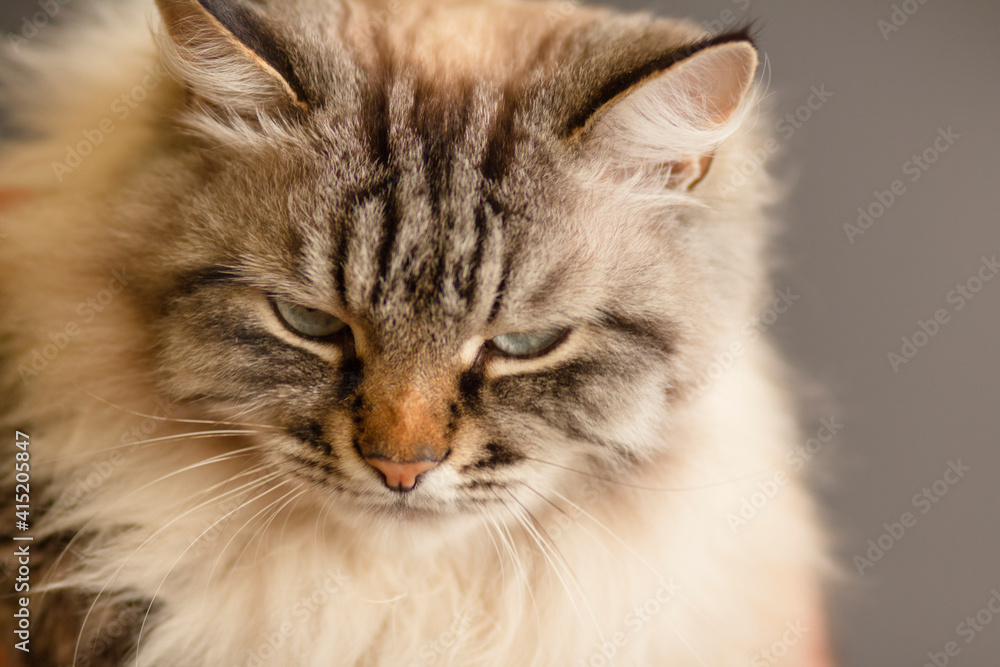 portrait of fluffy Siamese cat with blue eye, angry animal face, concept pet portrait of fluffy Siamese cat with blue eye, angry animal face, concept pet