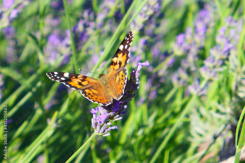 Fototapeta premium Butterfly in lavender field