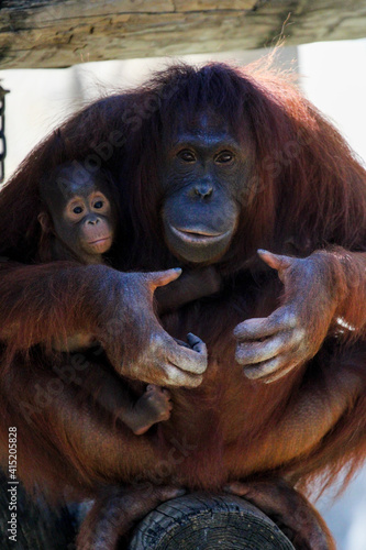orangutan in zoo with a baby  © LifeGemz