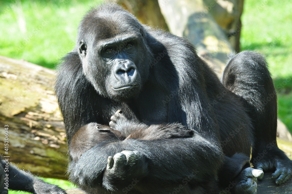 Mountain gorilla with her young Mountain gorilla with her young