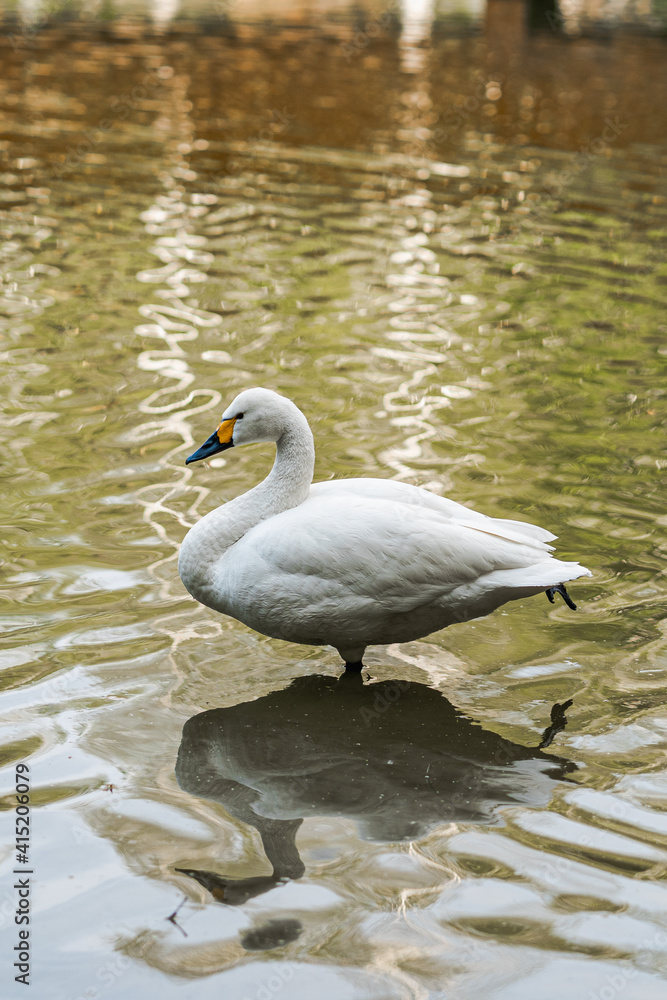 Fototapeta premium A white swan stands on one leg in the pond water, which reflects the trees. Portrait of a graceful bird with a beautiful long neck. Elegance, grace, beauty of nature, swan lake concept.