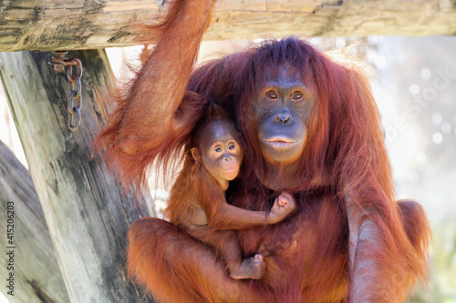 Wallpaper Mural orangutan with baby / mom and child Torontodigital.ca