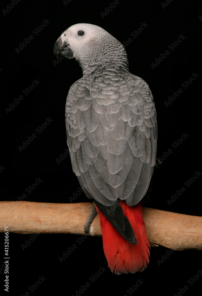 Obraz premium Congo African Grey Parrot