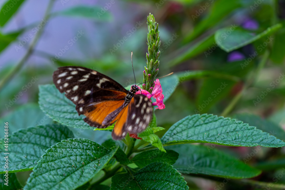 Beautiful close up view of the Monarch butterfly in Costa Rica Beautiful close up view of the Monarch butterfly in Costa Rica