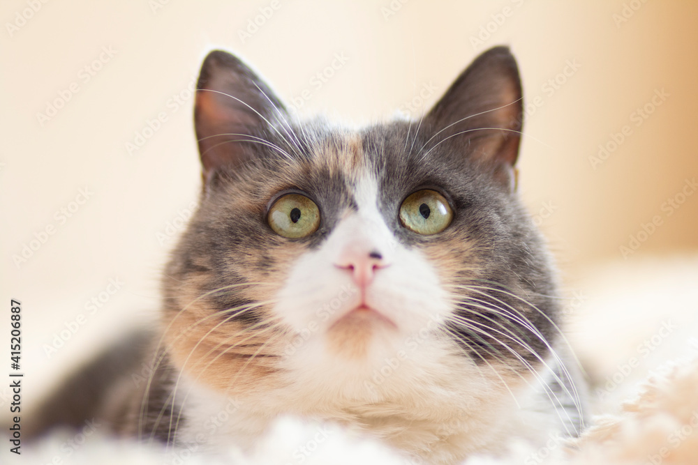 cute curious grey cat lying on bed on plaid indoors and looking playful, concept of lovely pets, cozy morning