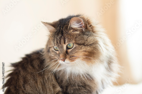 beautiful Siberian fluffy cat indoors, concept lovely pets, lifo of domestic animals