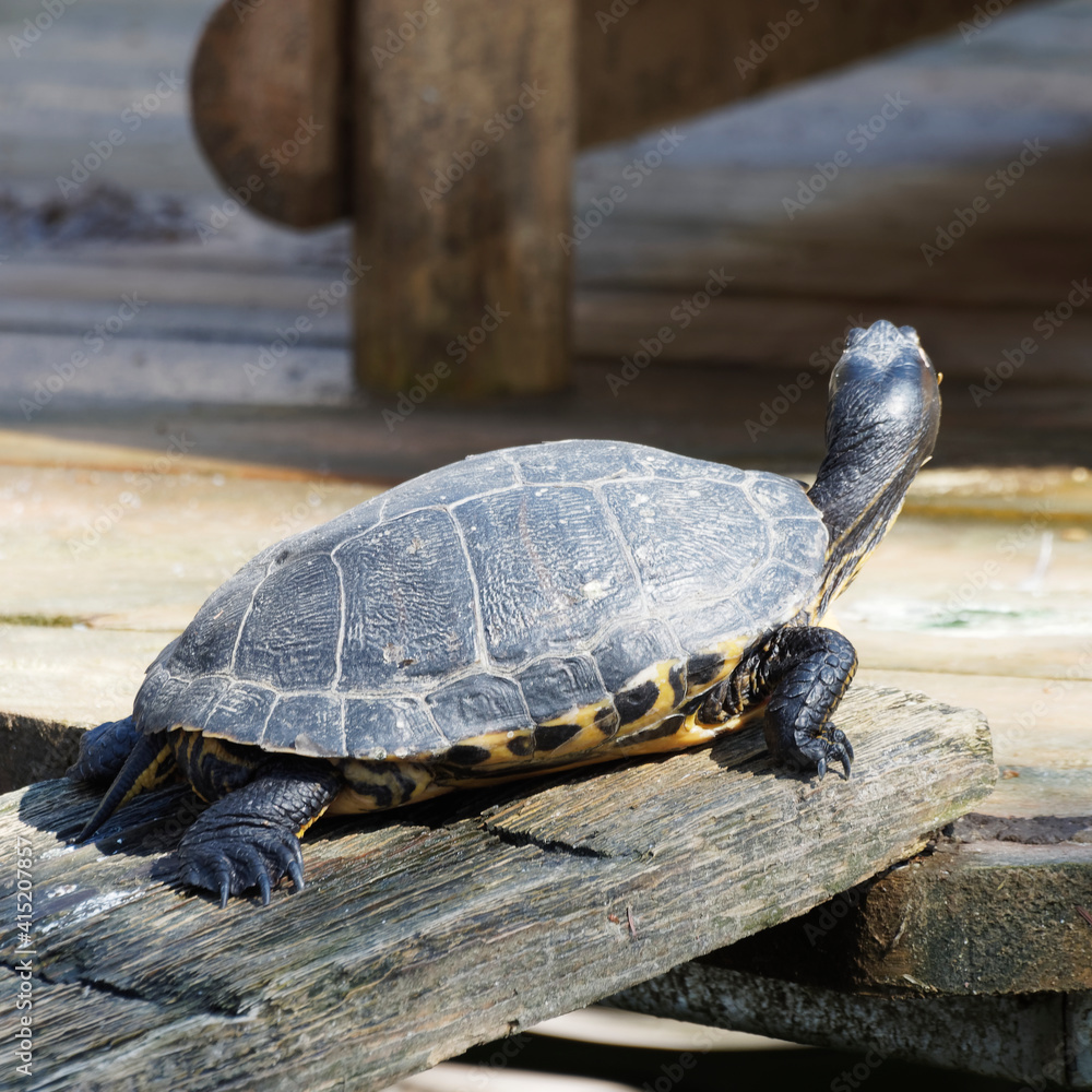 Obraz premium Tortue de Floride ou Trachémyde à tempes rouges (Trachemys scripta elegans)