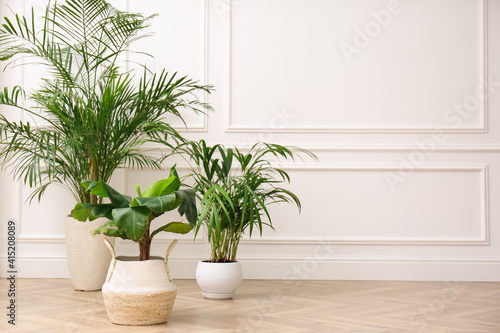 Different beautiful indoor plants on floor in room, space for text. House decoration