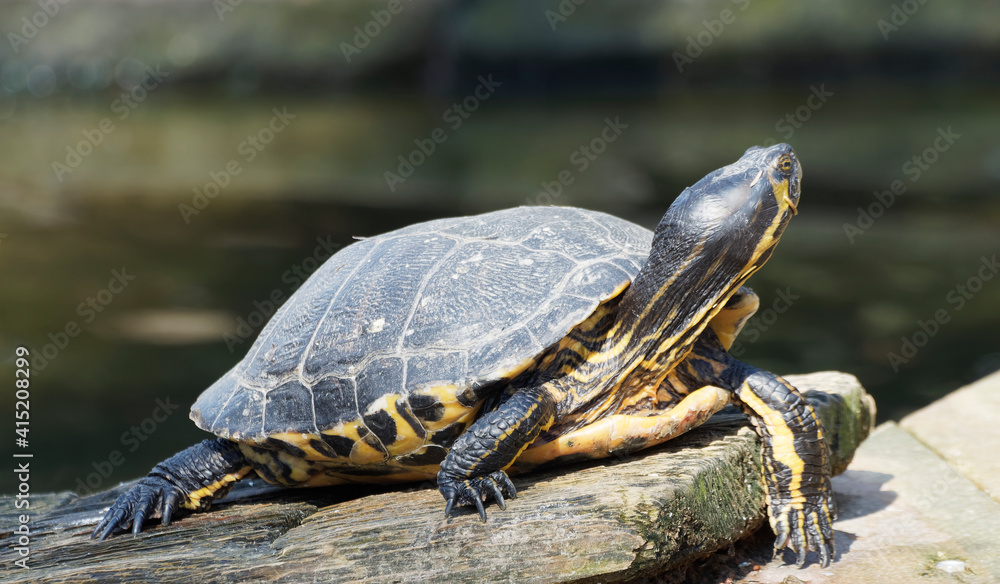 Gros plan sur une Tortue de Floride ou trachémyde à tempes rouges (Trachemys scripta elegans) Gros plan sur une Tortue de Floride ou trachémyde à tempes rouges (Trachemys scripta elegans)