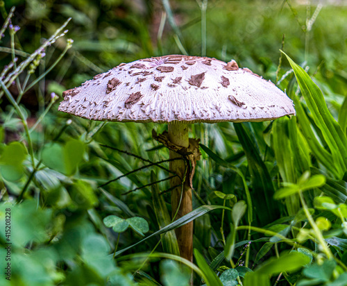 Argentina, Bueno Aires.  
Agaricus campestris is a widely eaten gilled mushroom closely related to the cultivated button mushroom Agaricus bisporus.  photo