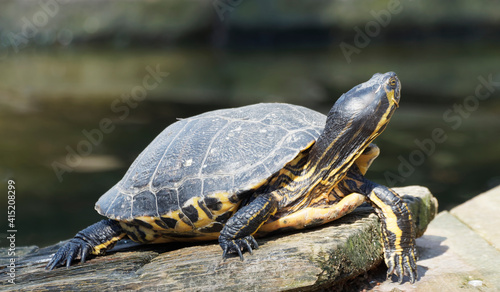 Gros plan sur une Tortue de Floride ou trachémyde à tempes rouges (Trachemys scripta elegans)