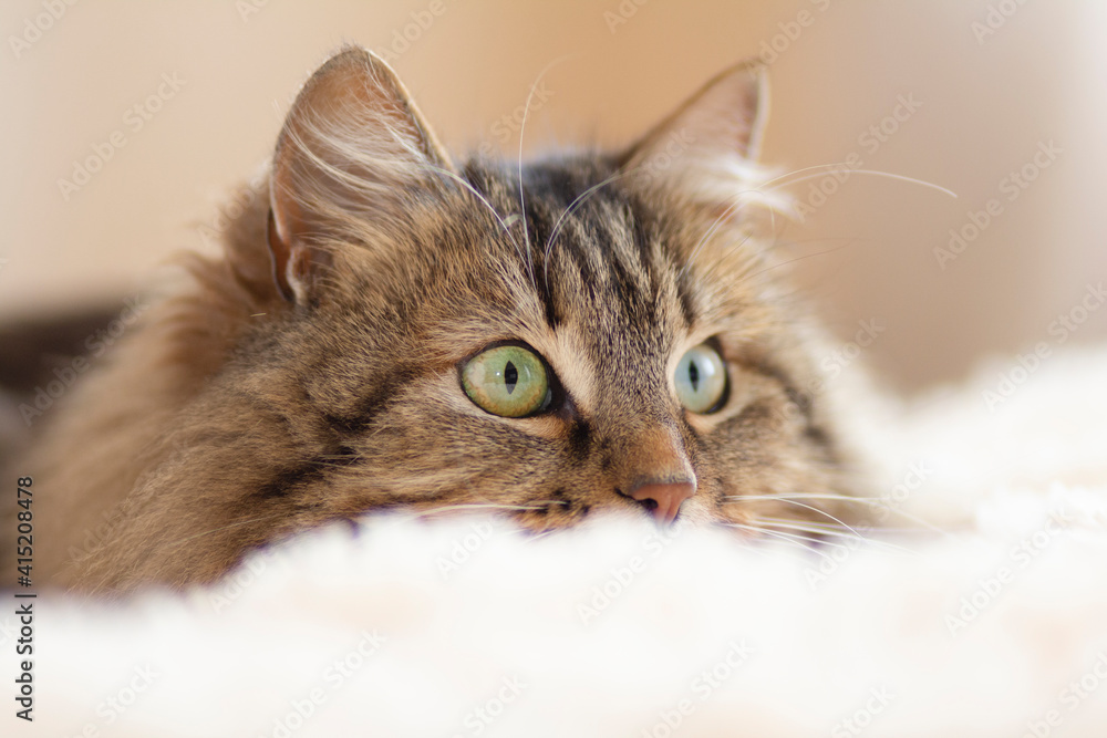cat lying on bed gazing with big eyes, funny cat playing and hunting, concept lovely pets