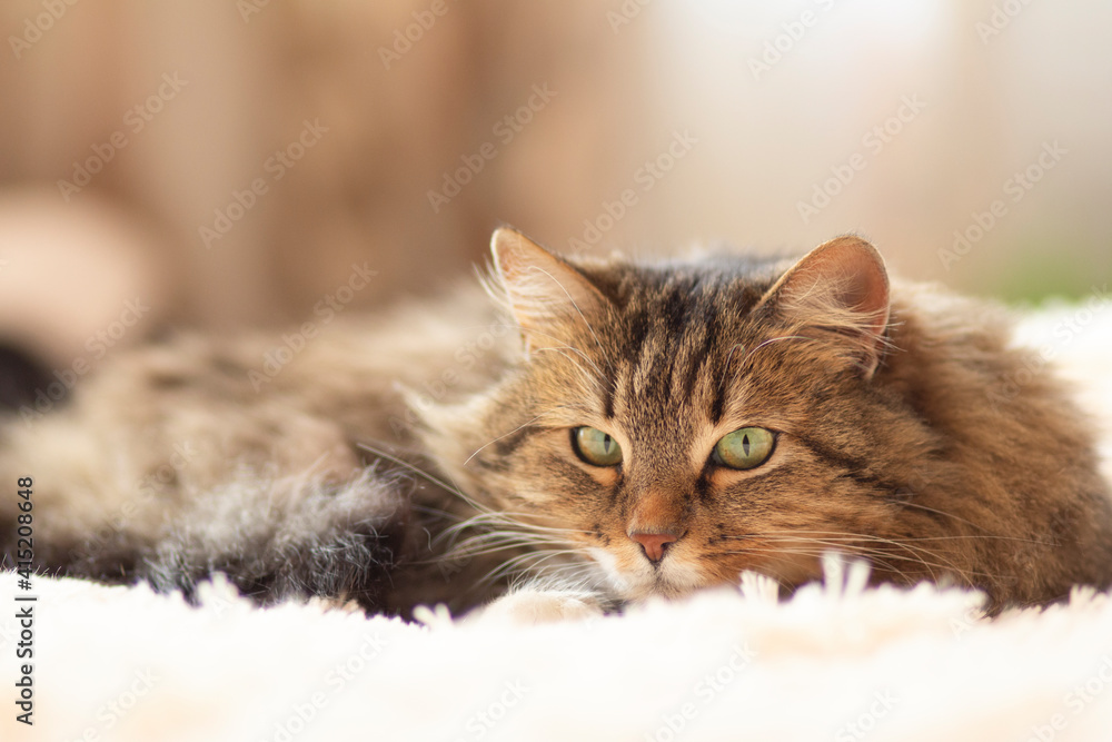 Fototapeta premium young fluffy ginger Siberian cat lying on bed resting and watch, concept lovely pets