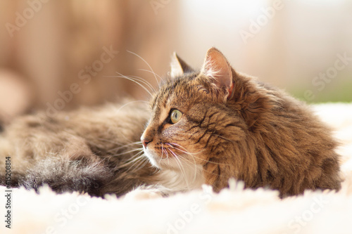 young fluffy ginger Siberian cat lying on bed looking up and resting, concept lovely pet