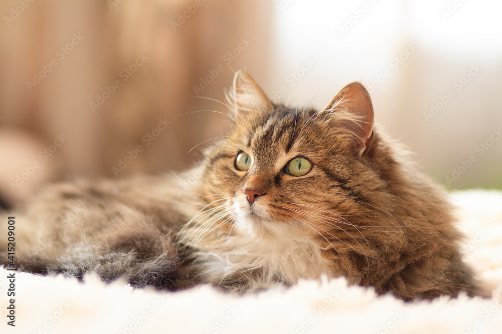 young fluffy ginger Siberian cat lying on bed looking up and resting, concept lovely pet