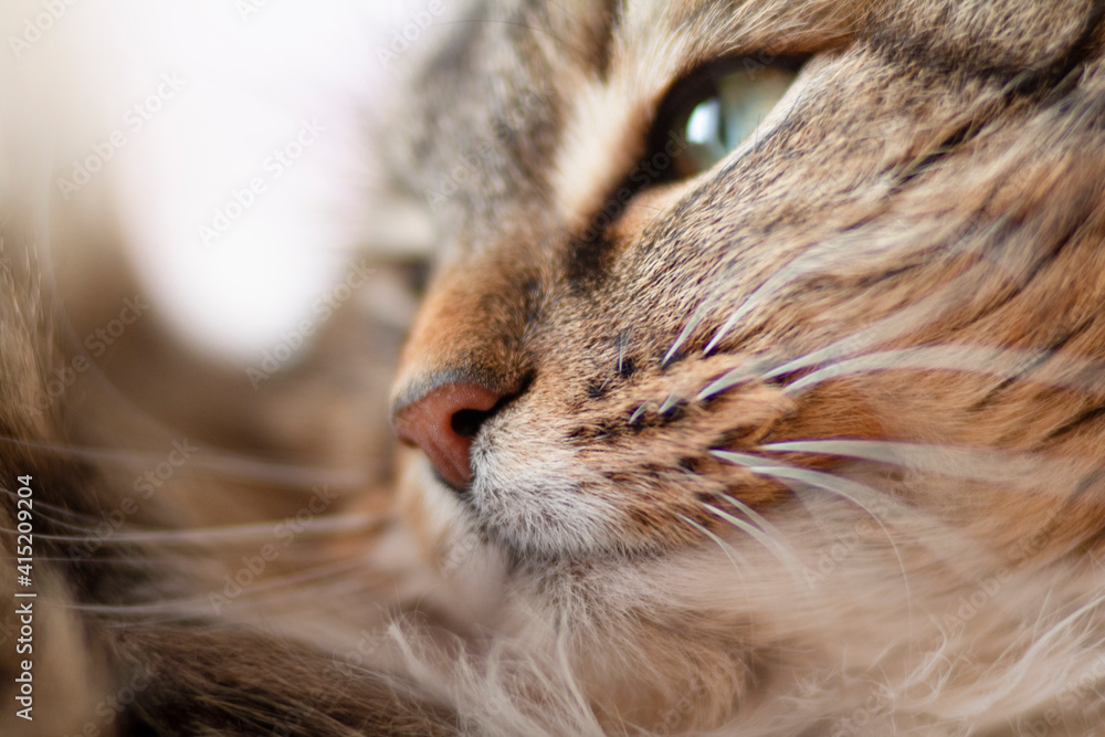 close-up portrait fluffy cat muzzle ang nose with whiskers, face of ginger Siberian cat lying and relaxing, concept lovely pet