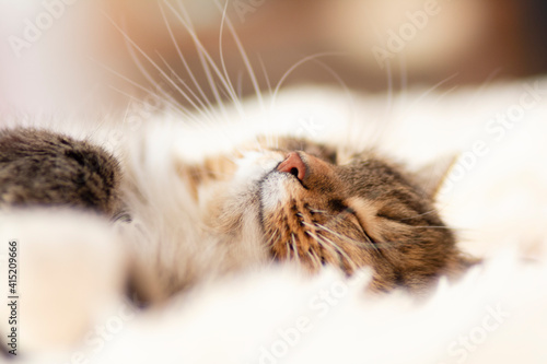sleeping fluffy ginger Siberian cat lying on bed lying and relaxing, lovely pets