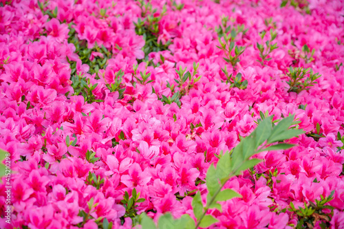 Wallpaper Mural 満開のツツジと水滴 Torontodigital.ca