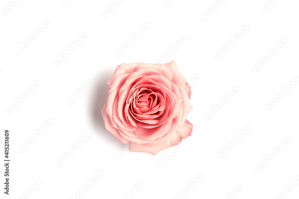 Fototapeta premium Beautiful pink rose isolated on white background.