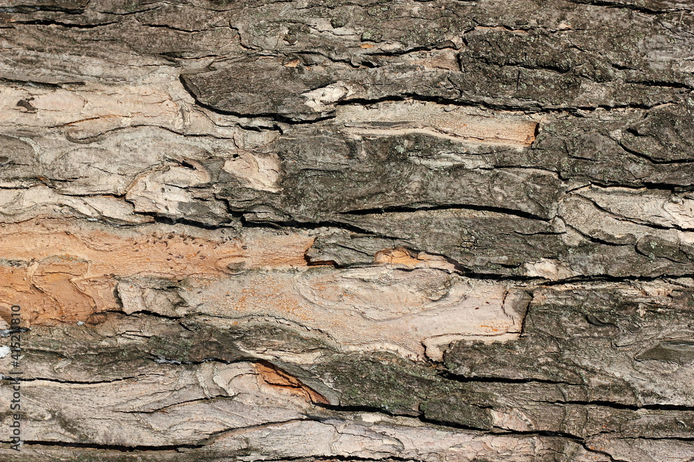 Natural tree bark texture along Natural tree bark texture along