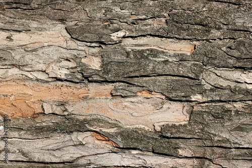 Natural tree bark texture along