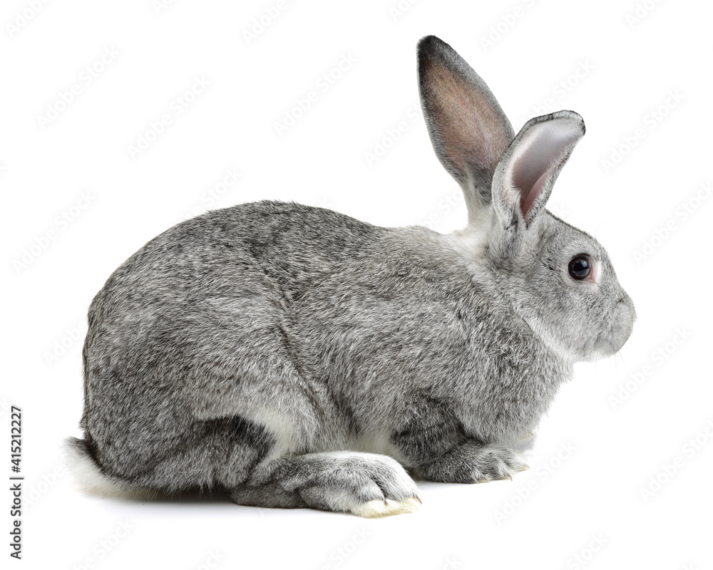 Obraz premium rabbit isolated on white