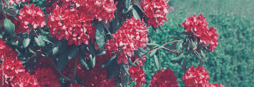 Pink Azaleas flowers in the garden.Spring background. Pink Azaleas flowers in the garden.Spring background.