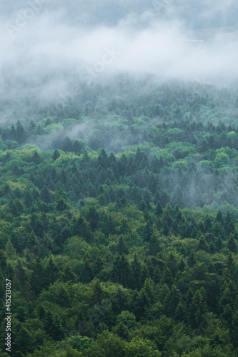 lush green mixed forest with wafts of mist