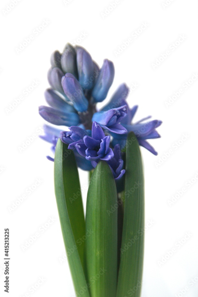 Hyacinthus orientalis - common, Dutch or garden hyacinth with violet a flowers on white background Hyacinthus orientalis - common, Dutch or garden hyacinth with violet a flowers on white background