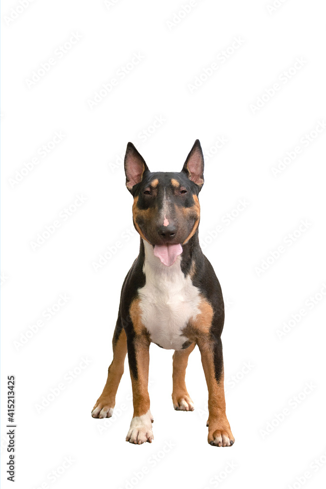 adult male bull terrier breed tricolor on a white background standing with his tongue out and smiling adult male bull terrier breed tricolor on a white background standing with his tongue out and smiling
