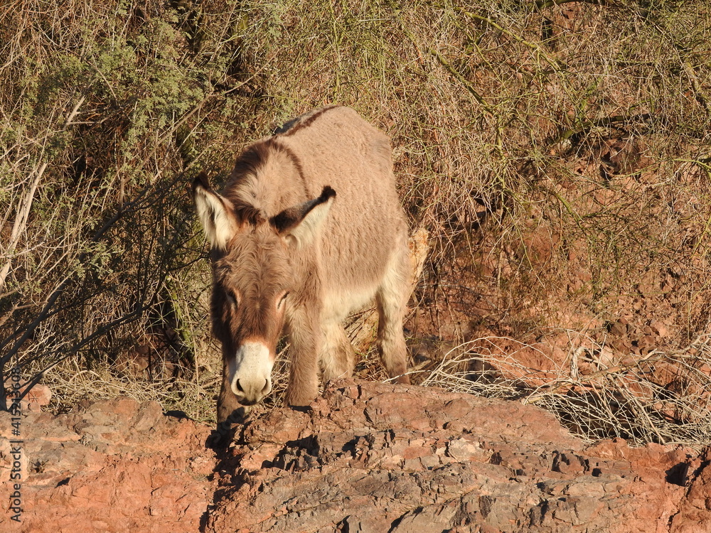 A wild burro roaming the Picacho State Recreation Area, Imperial County, California. A wild burro roaming the Picacho State Recreation Area, Imperial County, California.