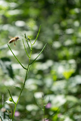Biene im Anflug auf eine pflanzliche Landestation © Benjamin