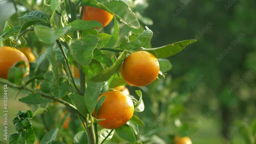 Ripe juicy sweet oranges on a tree in a citrus orchard, selective focus. mandarin, tangerin, oranges. fresh ripe fruits on the tree. Ripe juicy sweet oranges on a tree in a citrus orchard, selective focus. mandarin, tangerin, oranges. fresh ripe fruits on the tree.