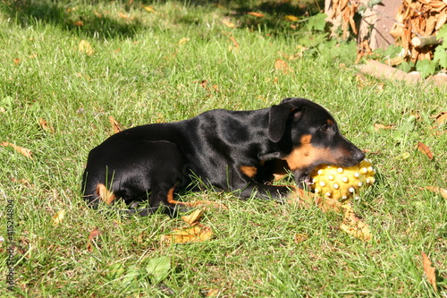 a 12 weeks old NATURAL Dobermann puppy playing with a ball