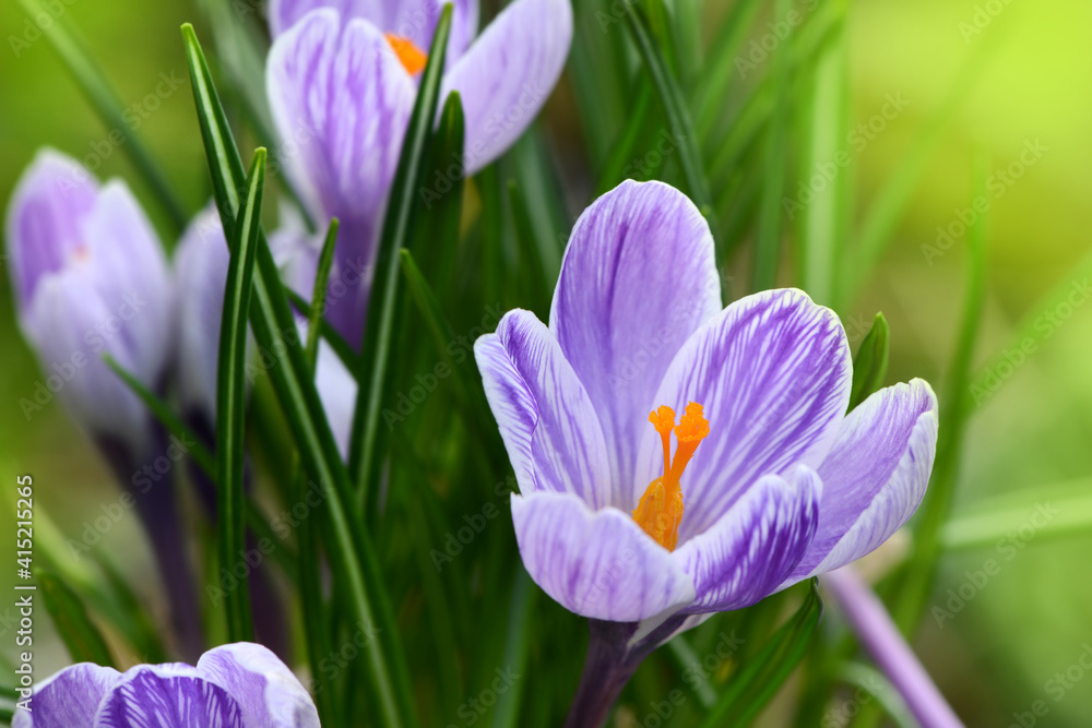 Obraz premium Blumen 1336